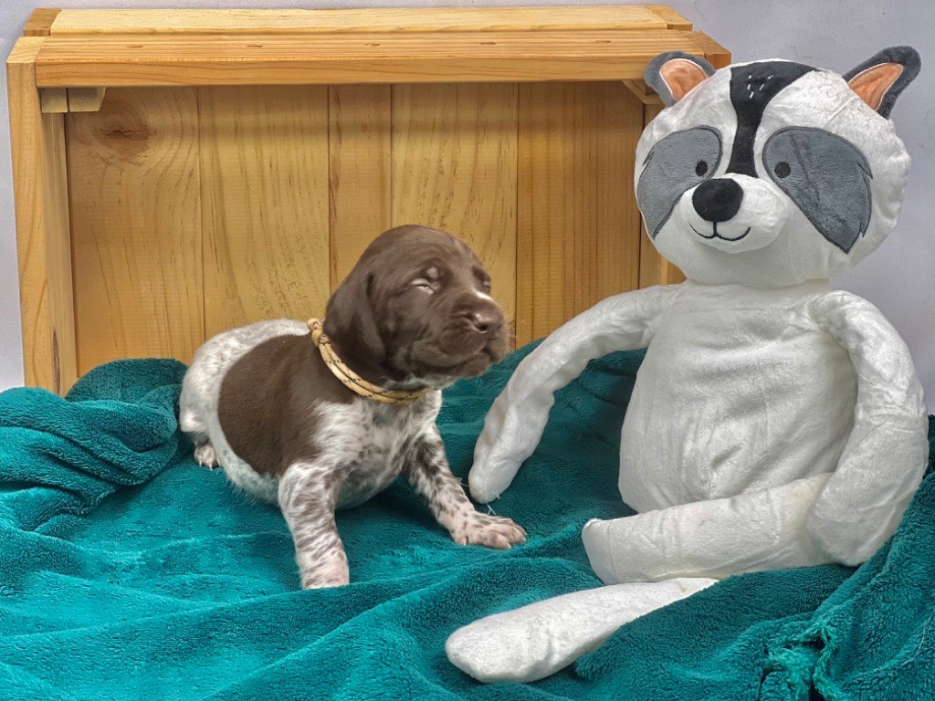 Des Monts D'Arcadie - Chiot disponible  - Braque allemand à poil court