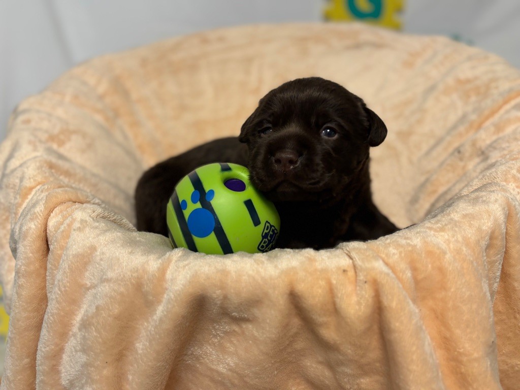 Des Monts D'Arcadie - Chiots disponibles - Labrador Retriever