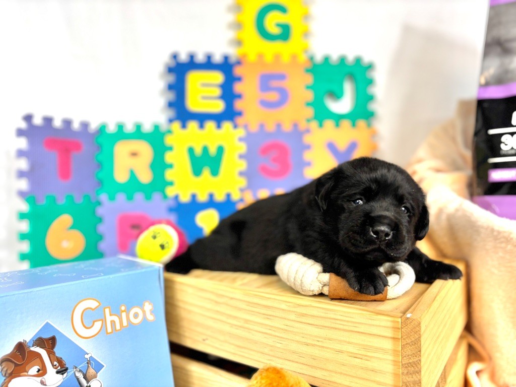 Des Monts D'Arcadie - Chiots disponibles - Labrador Retriever