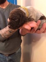 CHIOT