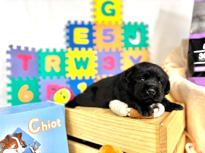 CHIOT