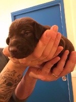 CHIOT