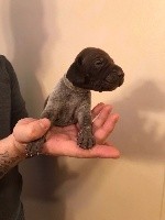 CHIOT
