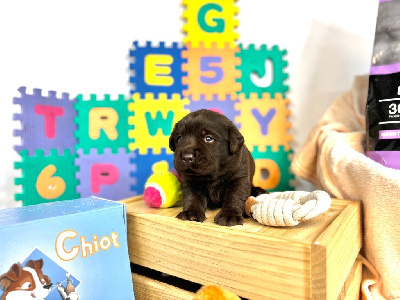 CHIOT