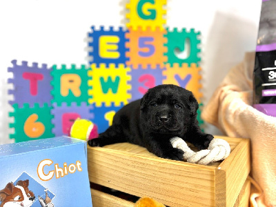 CHIOT