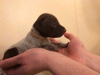 CHIOT
