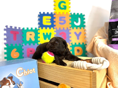 CHIOT
