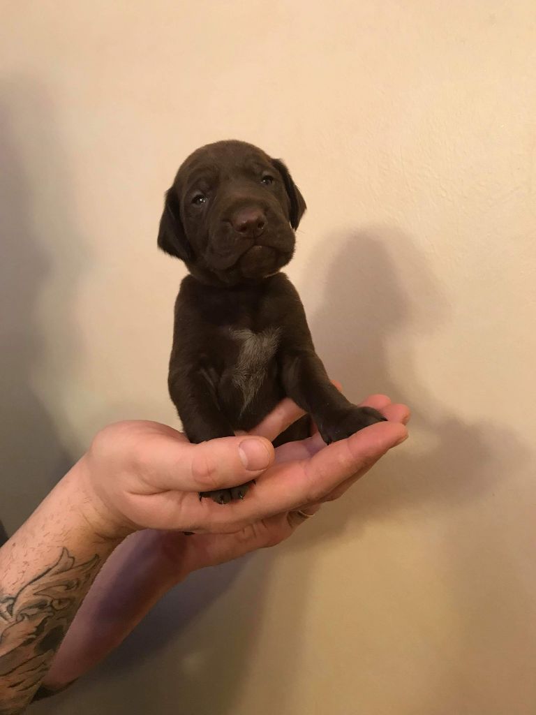 CHIOT