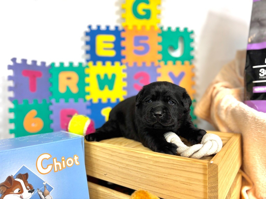 Des Monts D'Arcadie - Chiots disponibles - Labrador Retriever