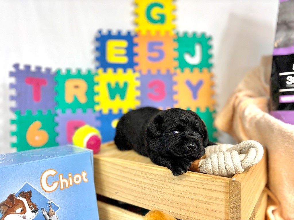 Des Monts D'Arcadie - Chiots disponibles - Labrador Retriever